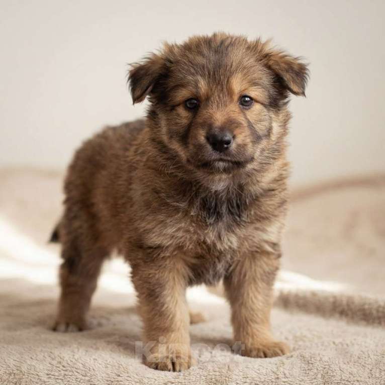 Собаки в Москве: Теди ищет семью Мальчик, Бесплатно - фото 4