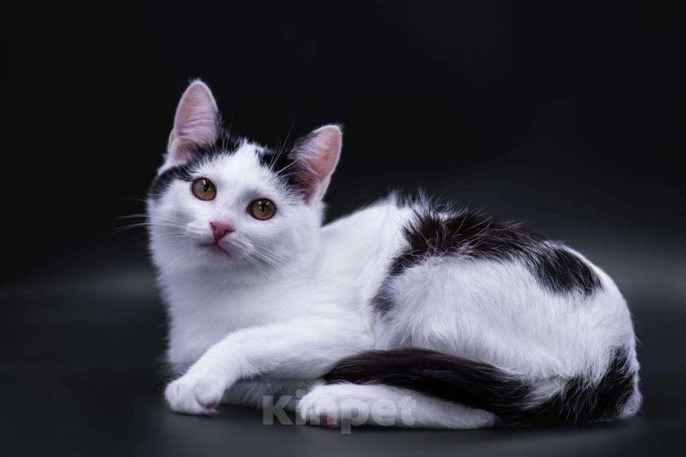 Кошки в Москве: Принцесса ищет дом Девочка, Бесплатно - фото 4