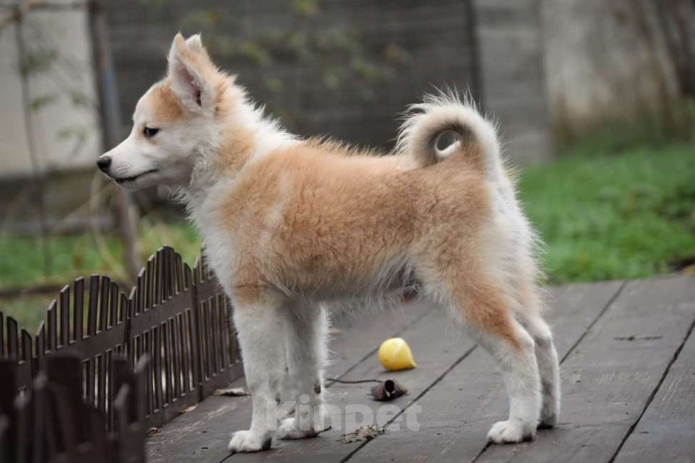 Собаки в Москве: Ненецкая оленегонная лайка, кобель Жгучий перчик.  Мальчик, 60 000 руб. - фото 2