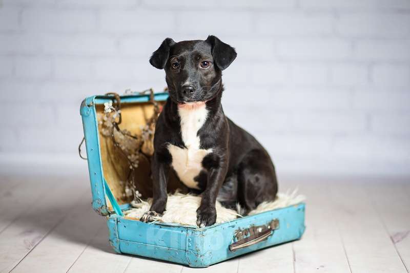 Собаки в Москве: Маленькая собачка Жизель в добрые руки Девочка, 1 руб. - фото 3