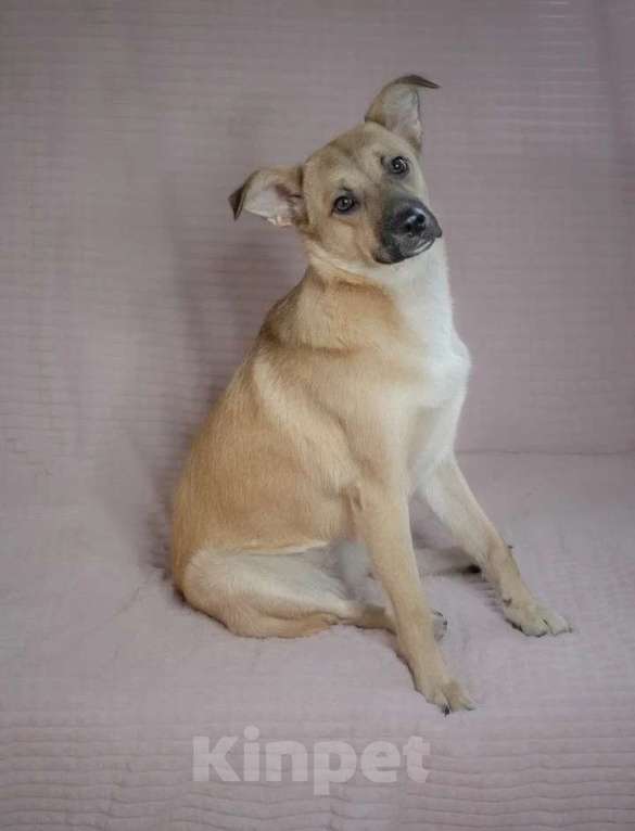 Собаки в Москве: Очаровательная собачка в добрые руки Девочка, Бесплатно - фото 4