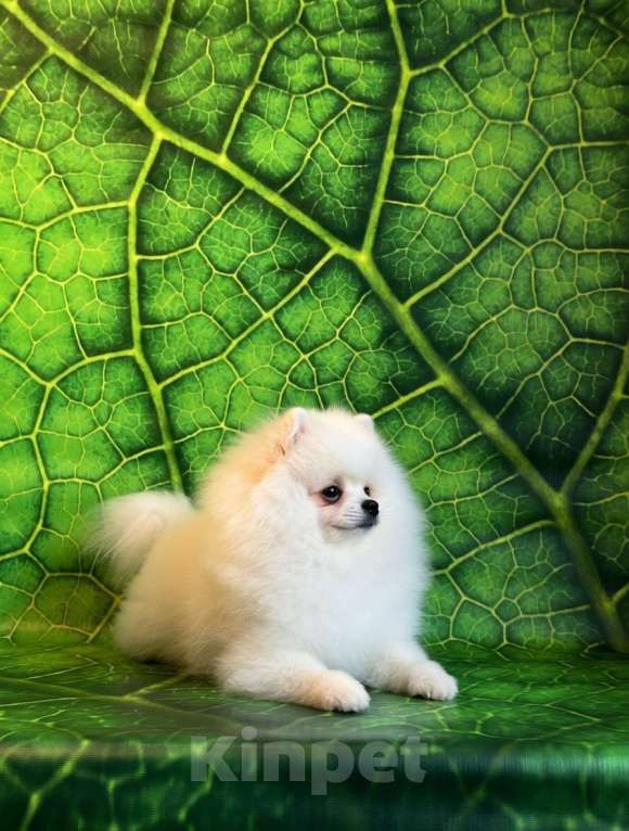 Собаки в Москве: Белый шпиц мальчик Мальчик, 65 000 руб. - фото 4