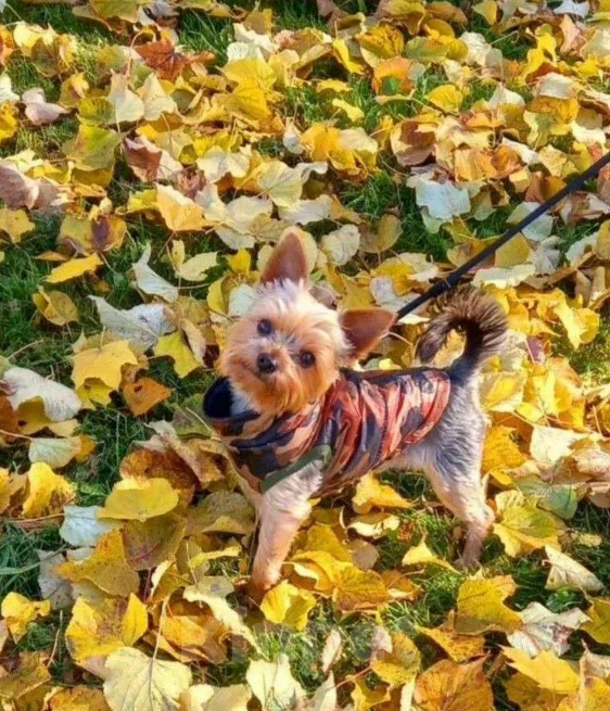 Собаки в других городах Смоленской области: МИНИ ЙОРК,  МАЛЬЧИК Мальчик, 10 000 руб. - фото 3