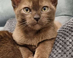 Кошки в Казани: Бурманская кошка Девочка, 25 000 руб. - фото 1