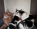 Кошки в Москве: Котята Мальчик, Бесплатно - фото 10