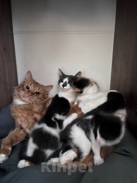 Кошки в Москве: Котята Мальчик, Бесплатно - фото 10