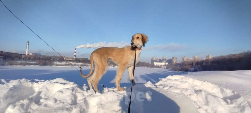 Собаки в Москве: Щенок борзой тазы Мальчик, 65 000 руб. - фото 1