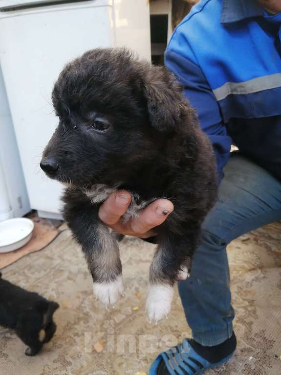 Собаки в других городах Ленинградской области: Щенки в добрые руки Девочка, Бесплатно - фото 1