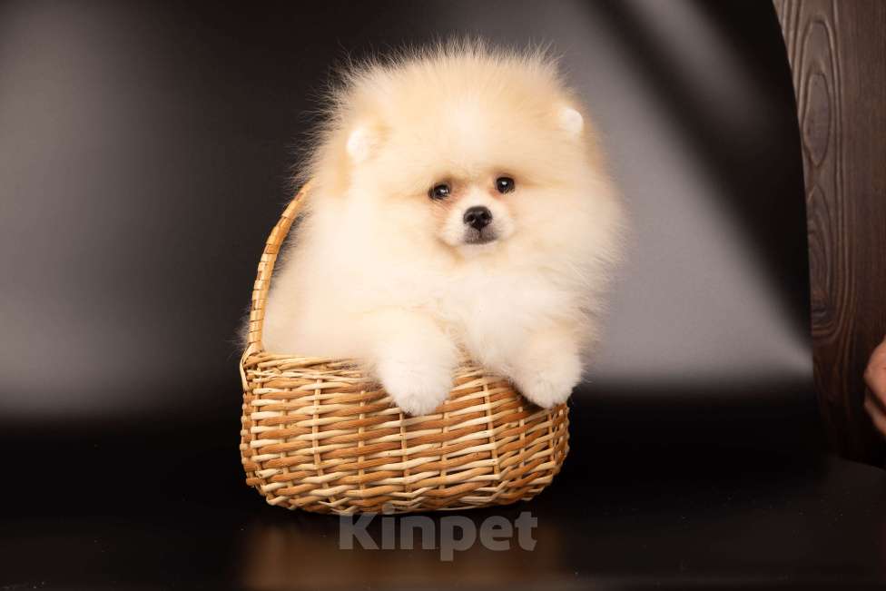 Собаки в Москве: Померанский той шпиц Мальчик, 30 000 руб. - фото 2