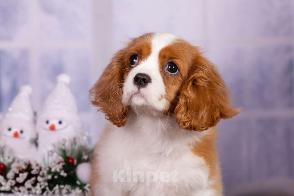 Собаки в Королеве: Кавалер Кинг Чарльз спаниель щенок девочка  Девочка, 75 000 руб. - фото 5