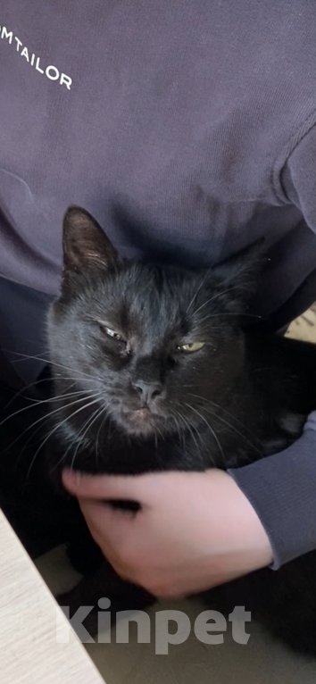 Кошки в Москве: Помогите, пожалуйста, найти кошку Тучку Девочка, Бесплатно - фото 3