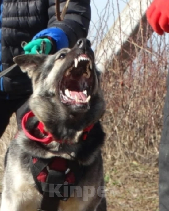 Собаки в других городах Краснодарского края: Щенки Восточноевропейской овчарки  Девочка, 60 000 руб. - фото 2