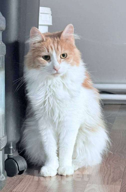 Кошки в Москве: Булочка в добрые руки Девочка, Бесплатно - фото 5