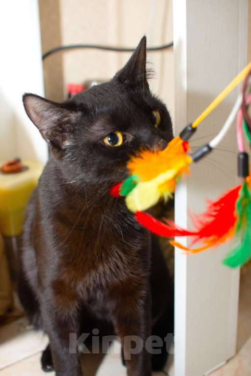 Кошки в Москве: Черный особенный ласковый котик Мальчик, Бесплатно - фото 5