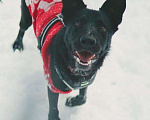 Собаки в Ногинске: Маруся-Юся идеальная собака Девочка, Бесплатно - фото 1