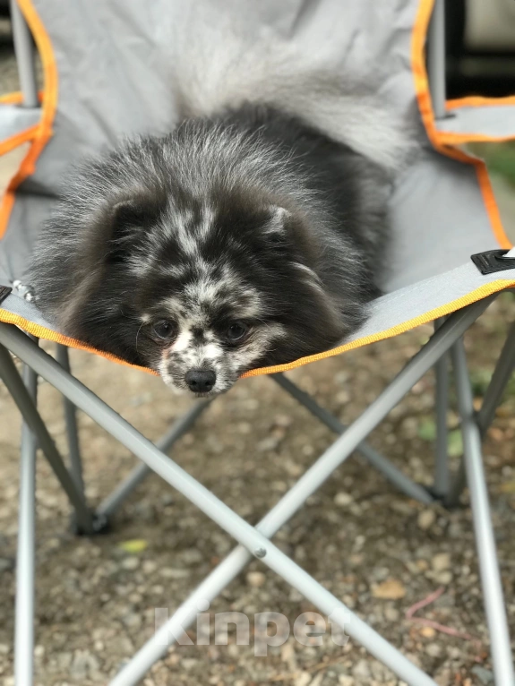 Собаки в Великом Новгороде: Померанский шпиц (сука) Девочка, 20 000 руб. - фото 3