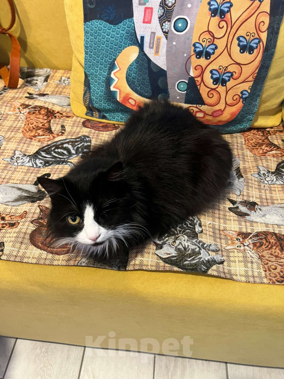 Кошки в Тамбове: Особенная Агата Девочка, Бесплатно - фото 5