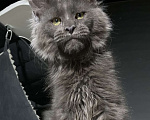 Кошки в Москве: Шикарный котик Мейн Кун Мальчик, 50 000 руб. - фото 1