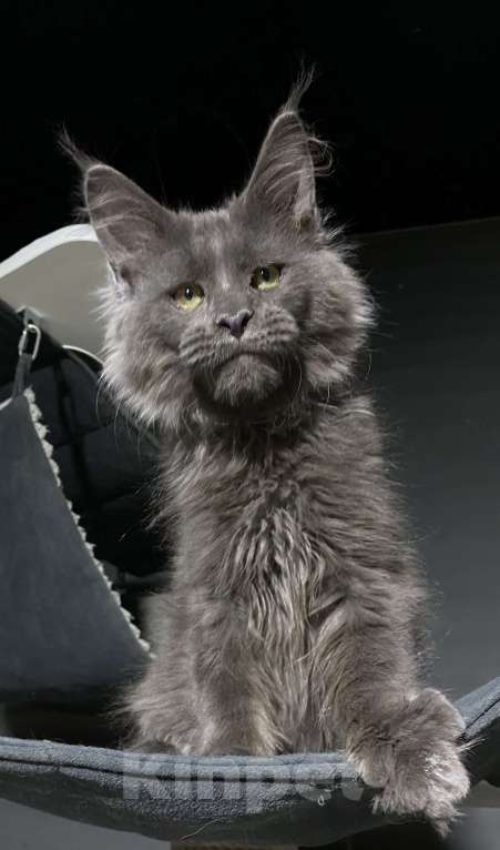 Кошки в Москве: Шикарный котик Мейн Кун Мальчик, 50 000 руб. - фото 1