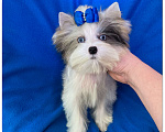 Собаки в Москве: Мраморный голубоглазый йорк мальчик мини Мальчик, 130 000 руб. - фото 4