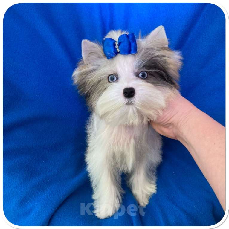 Собаки в Москве: Мраморный голубоглазый йорк мальчик мини Мальчик, 130 000 руб. - фото 4