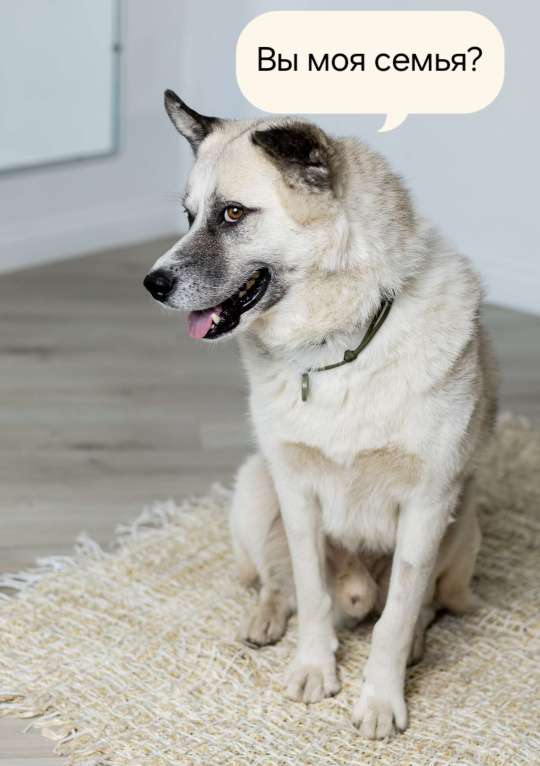 Собаки в Москве: Бинго Мальчик, Бесплатно - фото 6