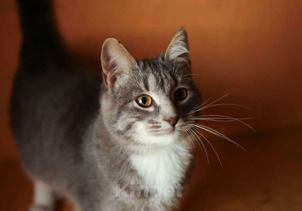 Кошки в других городах Московской области: Котенок ищет дом Мальчик, Бесплатно - фото 5