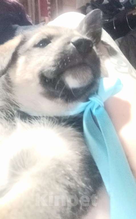 Собаки в Королеве: Щенок Лучик в дар, 2 месяца Мальчик, Бесплатно - фото 10