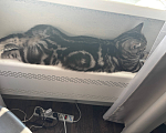 Кошки в Сургуте: Потерялся котенок Мальчик, Бесплатно - фото 1