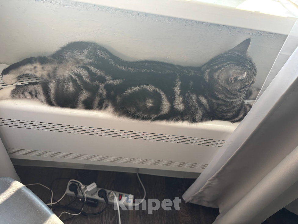 Кошки в Сургуте: Потерялся котенок Мальчик, Бесплатно - фото 1