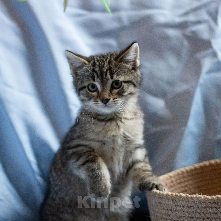 Кошки в других городах Московской области: Котенок в добрые руки Девочка, 1 руб. - фото 3