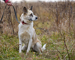 Собаки в Домодедово: Принцесса Эльза  Девочка, 1 руб. - фото 2