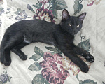 Кошки в Сарове: котенок в добрые руки, Бесплатно - фото 1