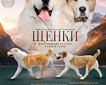 Собаки в Пскове: Среднеазиатская овчарка щенок алабай Девочка, 50 000 руб. - фото 2