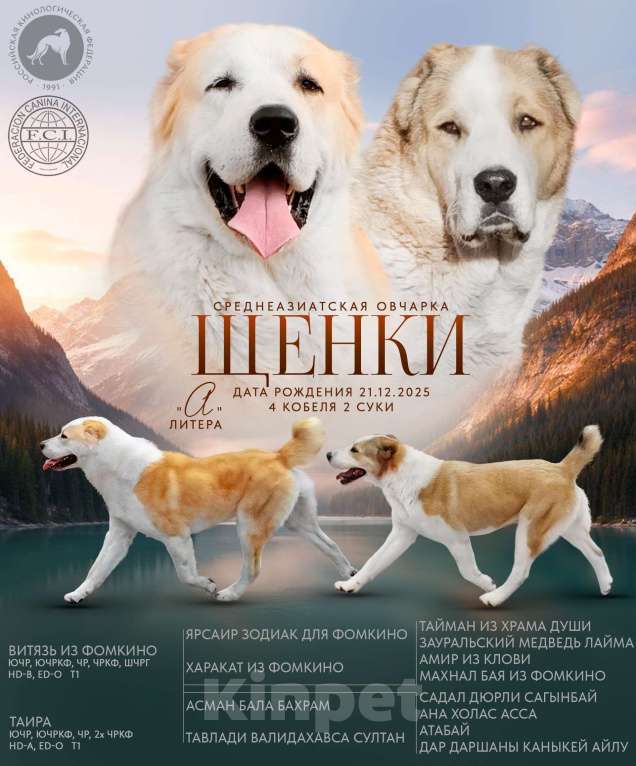 Собаки в Пскове: Среднеазиатская овчарка щенок алабай Девочка, 50 000 руб. - фото 2