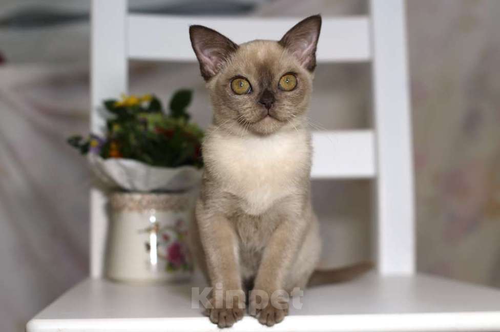 Кошки в Москве: Бурма - котята из питомника Девочка, 90 000 руб. - фото 5