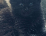 Кошки в Москве: Котята Мейн Кун Девочка, 25 000 руб. - фото 6