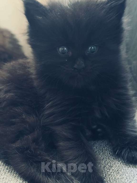 Кошки в Москве: Котята Мейн Кун Девочка, 25 000 руб. - фото 6