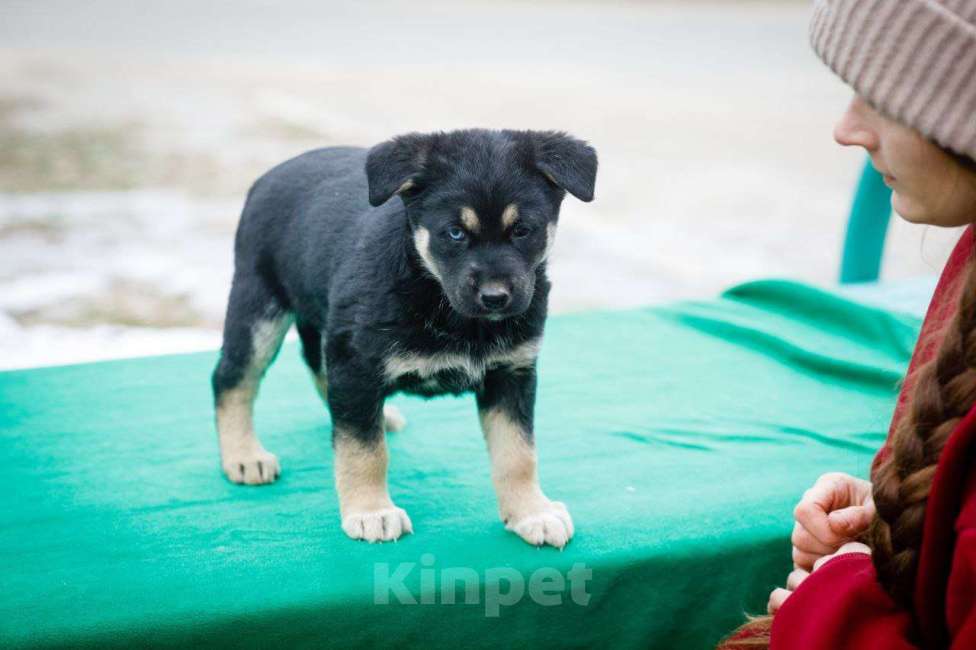 Собаки в Москве: Маленький щенок в добрые руки Девочка, Бесплатно - фото 4