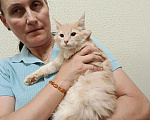 Кошки в Москве: Норвежская лесная кошка Девочка, 50 000 руб. - фото 1