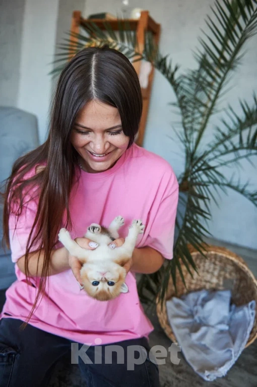 Кошки в Ярославле: Котята британской золотой шиншиллы  Девочка, 35 000 руб. - фото 4