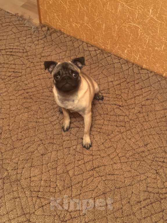 Собаки в Челябинске: Микки  Мальчик, 35 000 руб. - фото 3