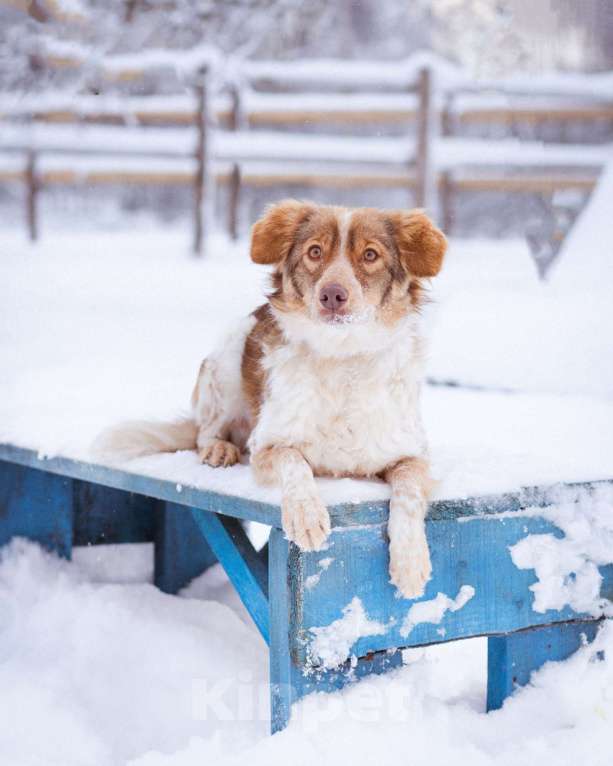 Собаки в Москве: Феня, 1 год, вес 10 кг Девочка, Бесплатно - фото 9