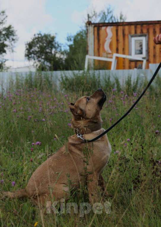 Собаки в Москве: Сидел на цепи у алкоголиков Мальчик, Бесплатно - фото 3
