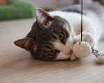 Кошки в Москве: Котик в добрые руки Мальчик, Бесплатно - фото 2