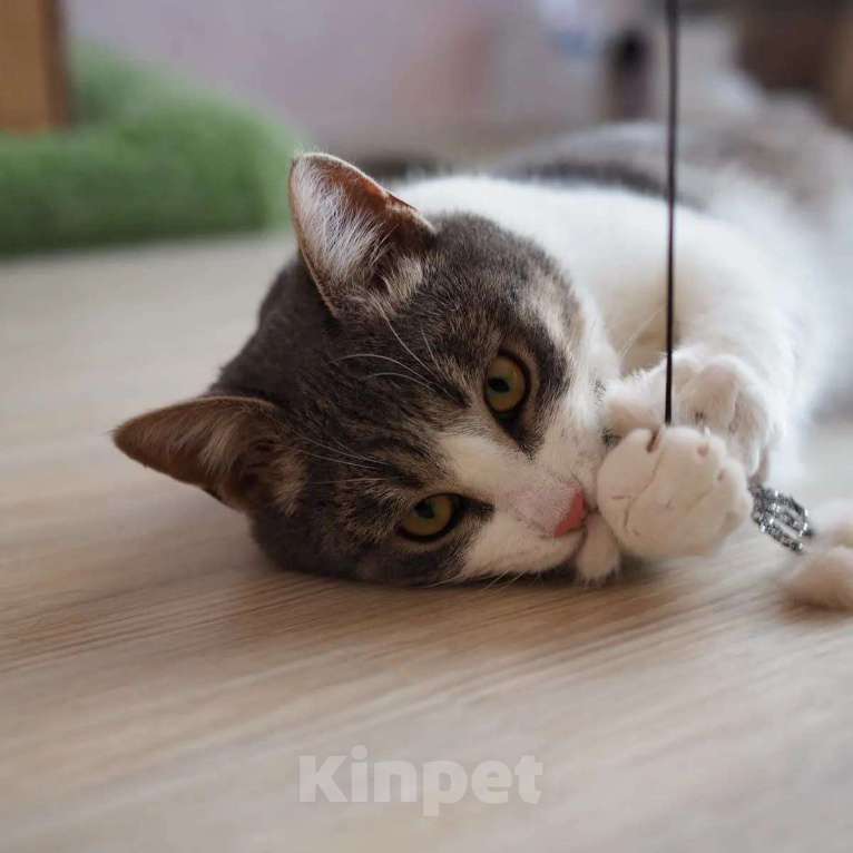 Кошки в Москве: Котик в добрые руки Мальчик, Бесплатно - фото 2