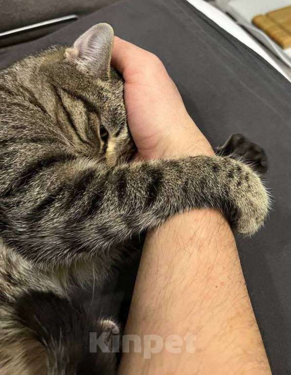 Кошки в Москве: Малыш Квант Мальчик, Бесплатно - фото 3