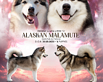 Собаки в Владивостоке: Щенки аляскинского маламута Девочка, 70 000 руб. - фото 1