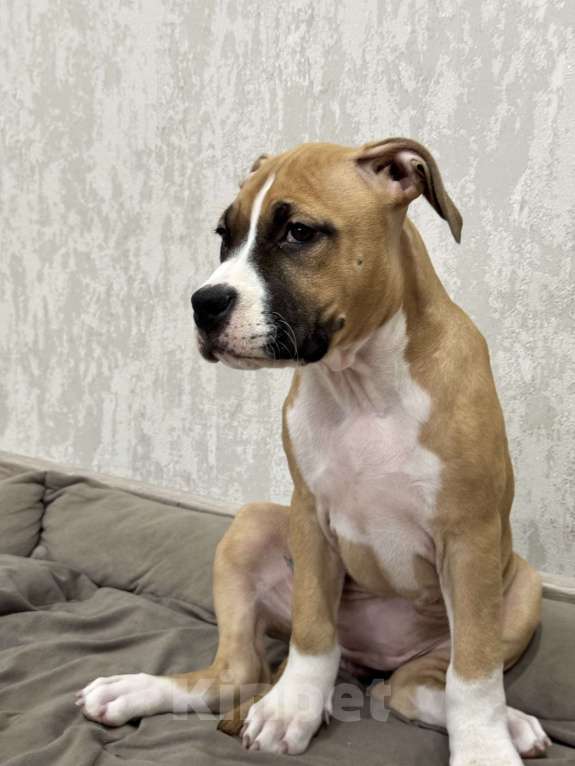 Собаки в Москве: ЩЕНКИ АМЕРИКАНСКОГО СТАФФОРДШИРСКОГО ТЕРЬЕРА ОТ ТИТУЛОВАННЫХ РОДИТЕЛЕЙ Девочка, Бесплатно - фото 5