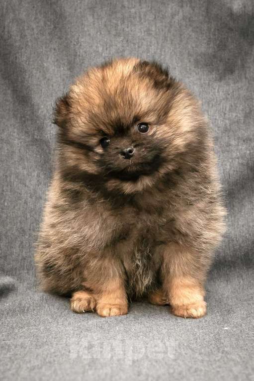 Собаки в Пушкино: Померанский шпиц девочка Девочка, 25 000 руб. - фото 2